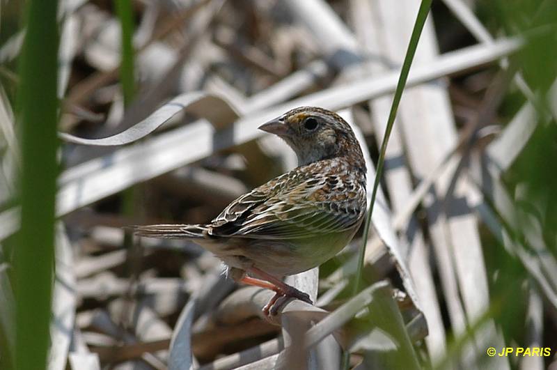 Ammodramus savannarum
